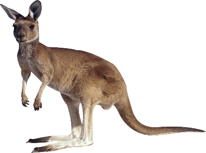 Fantastic Folklore: the Kangaroo Got It's Pouch | Milford Library