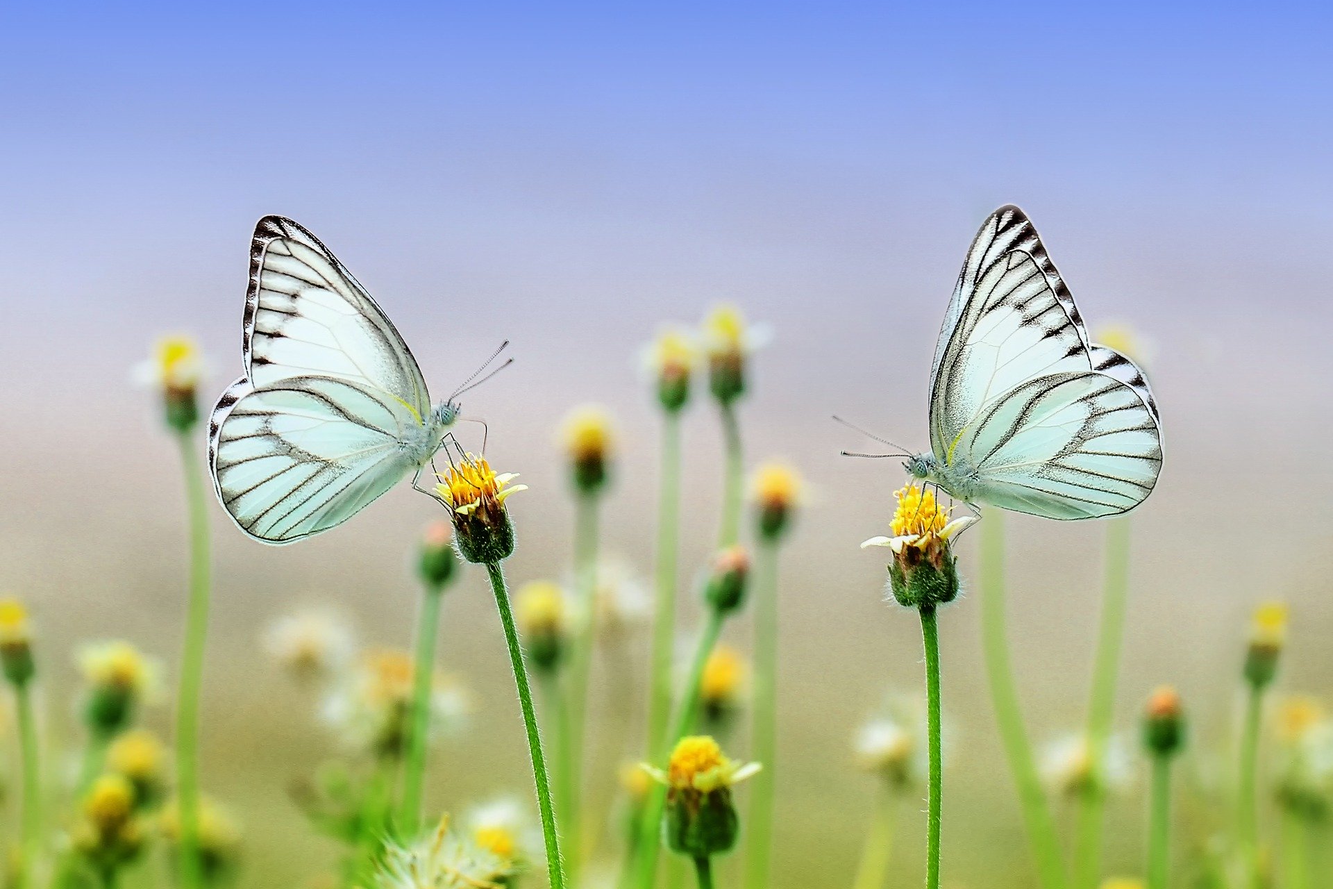 Life's Lesson  The Candle and Butterfly